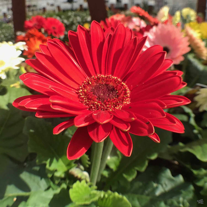 Gerber Daisy in Red