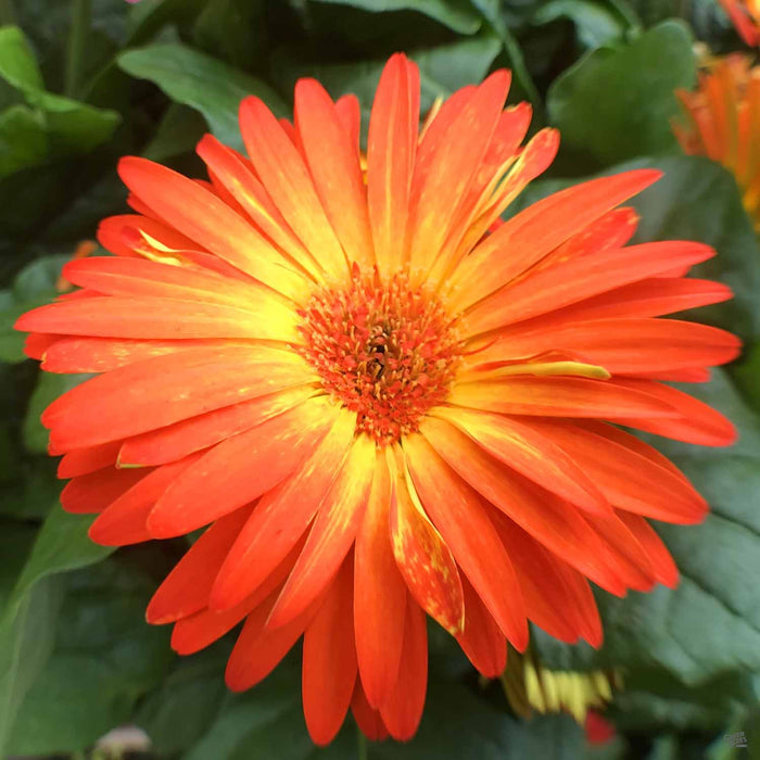 Gerber Daisy 'BiColor Yellow Orange'