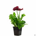 Gerbera Daisy Maroon 1 quart