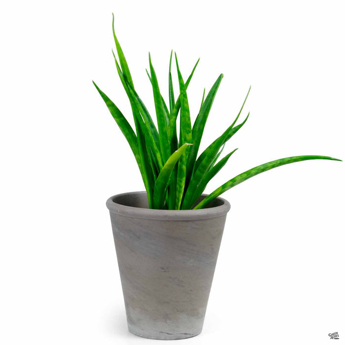 German Rose Basalt Clay Pot 7 inch with Plant