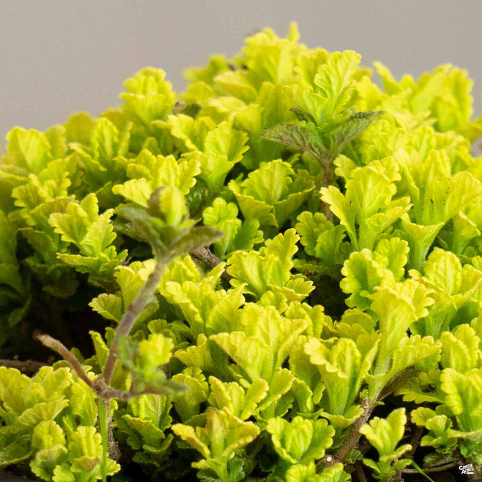 Germander 'Summer Sunshine'