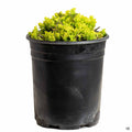 Germander 'Summer Sunshine' 1 gallon