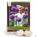 Giant Allium - Gladiator 4 bulbs