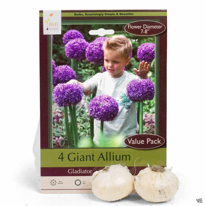 Giant Allium - Gladiator 4 bulbs