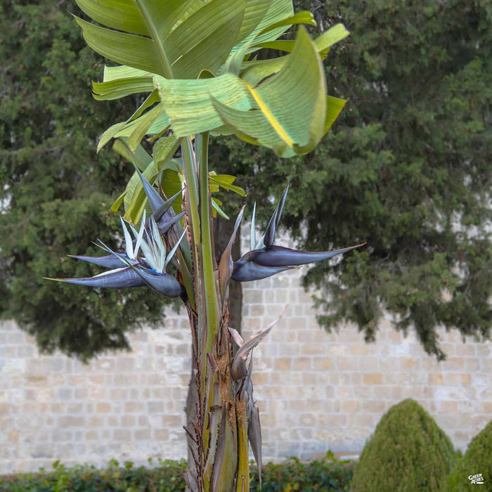 Giant Bird of Paradise