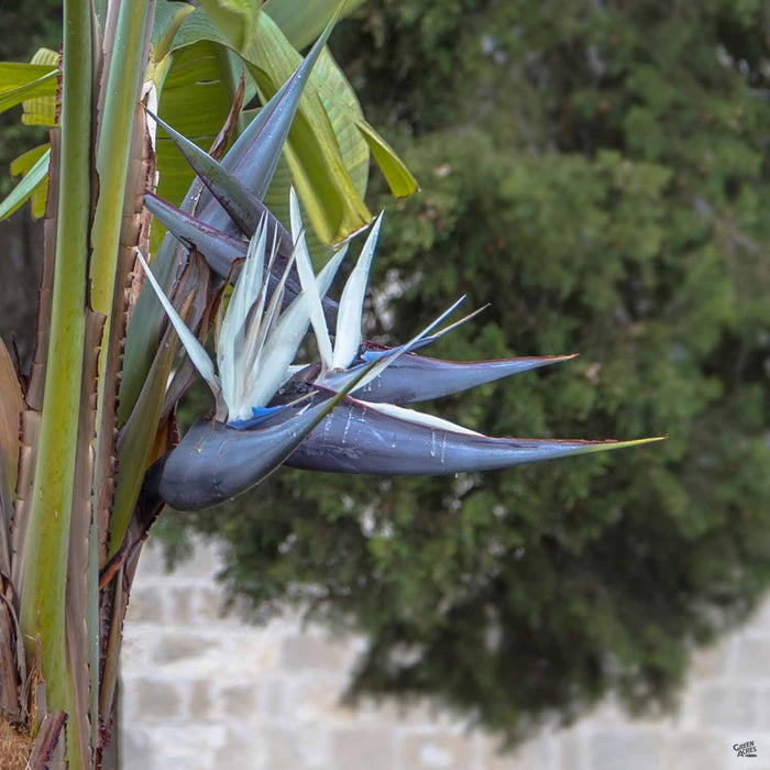 Giant Bird of Paradise