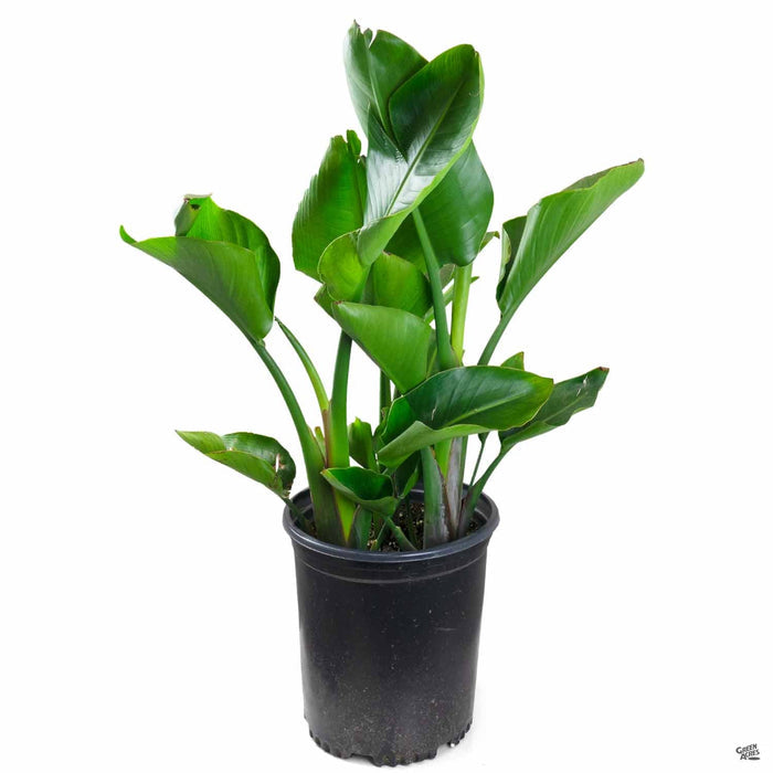 Giant Bird of Paradise 5 gallon