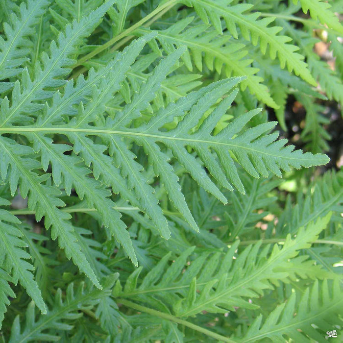 Giant Chain Fern
