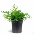Giant Chain Fern 1 gallon