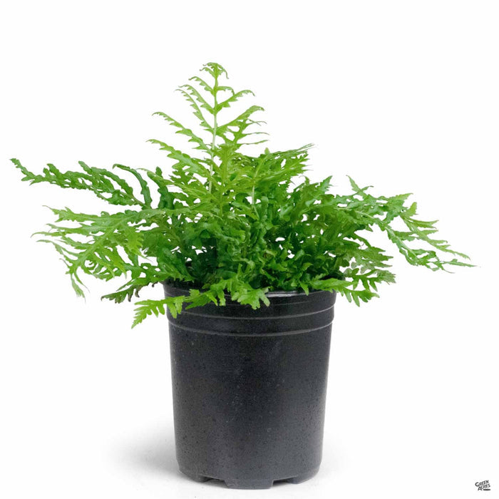 Giant Chain Fern 1 gallon