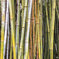 Giant Timber Bamboo