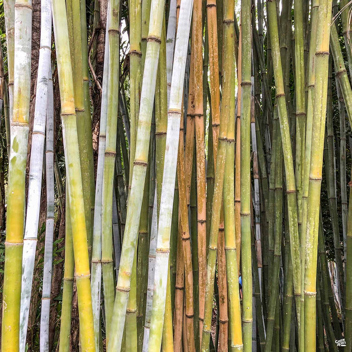 Giant Timber Bamboo