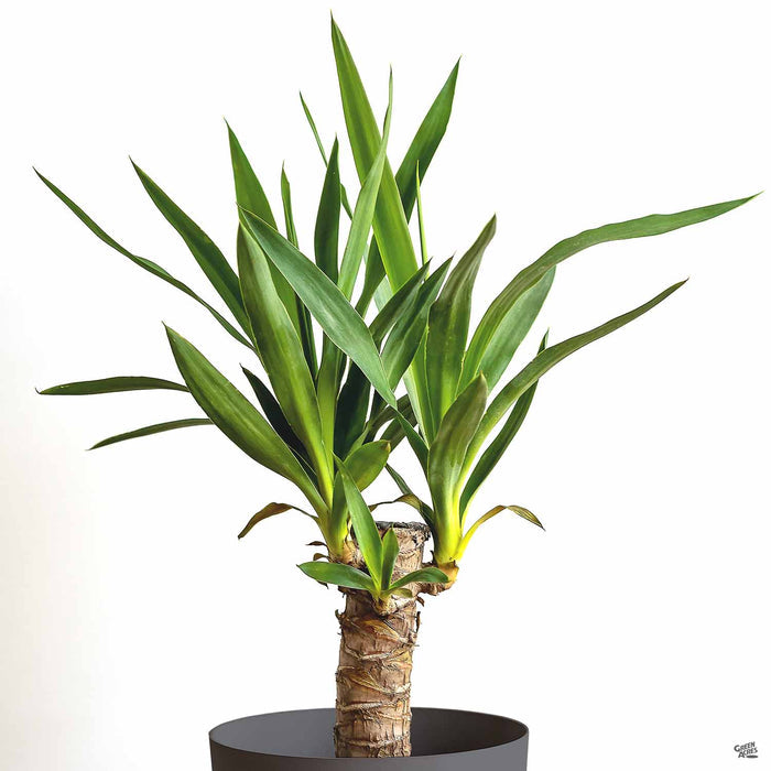 Yucca elephantipes cane