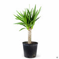 Yucca elephantipes cane 10 inch