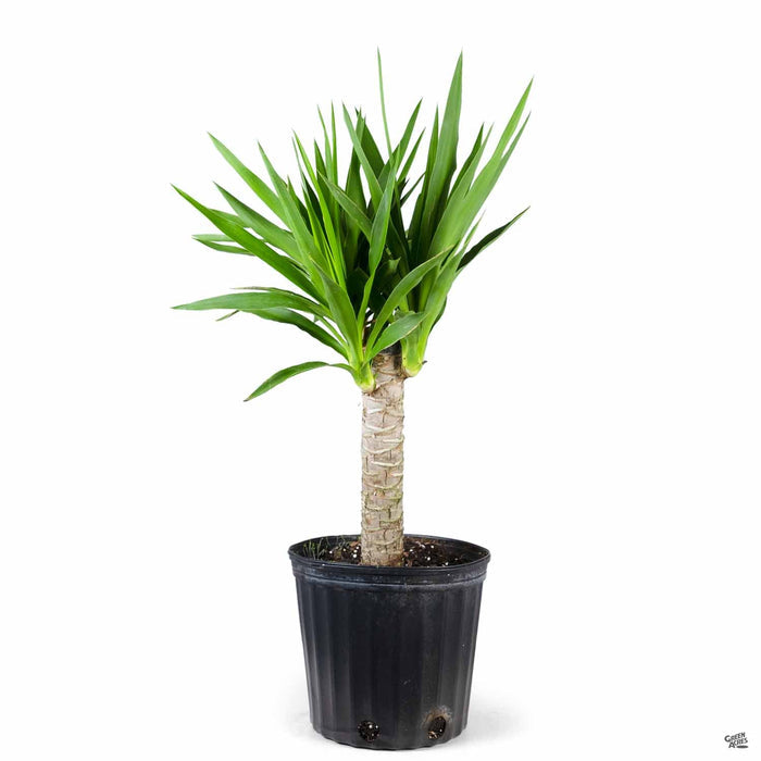 Yucca elephantipes cane 10 inch
