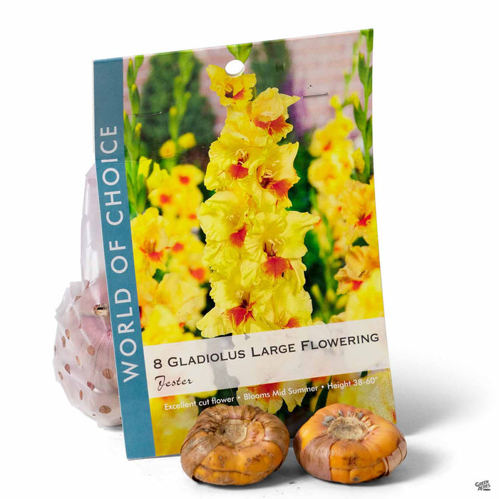 Gladiolus Large Flowering Jester 8-pack