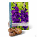 Gladiolus Large Flowering Purple Flora 8-pack