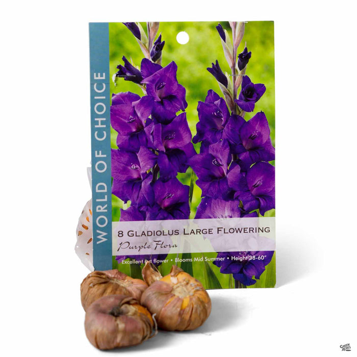 Gladiolus Large Flowering Purple Flora 8-pack