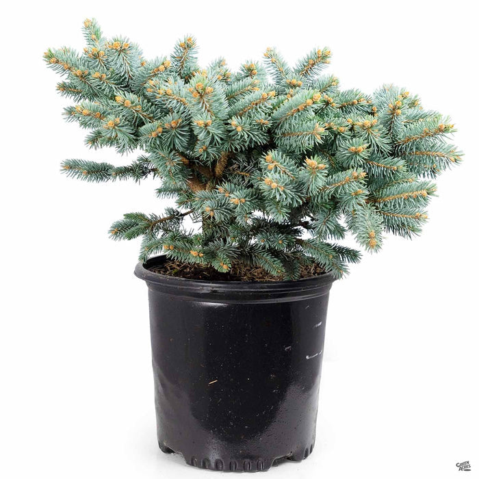 Globe Colorado Blue Spruce 2 gallon