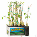 Goji Berry - 4 inch sleeve