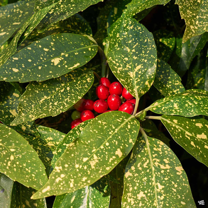 Japanese Aucuba 'Gold Dust'