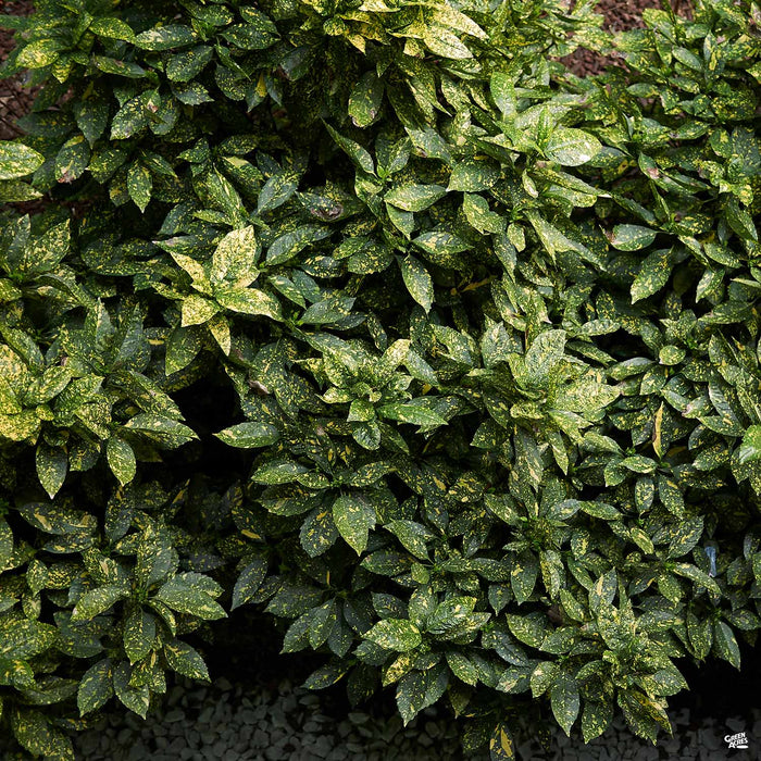 Japanese Aucuba 'Gold Dust'