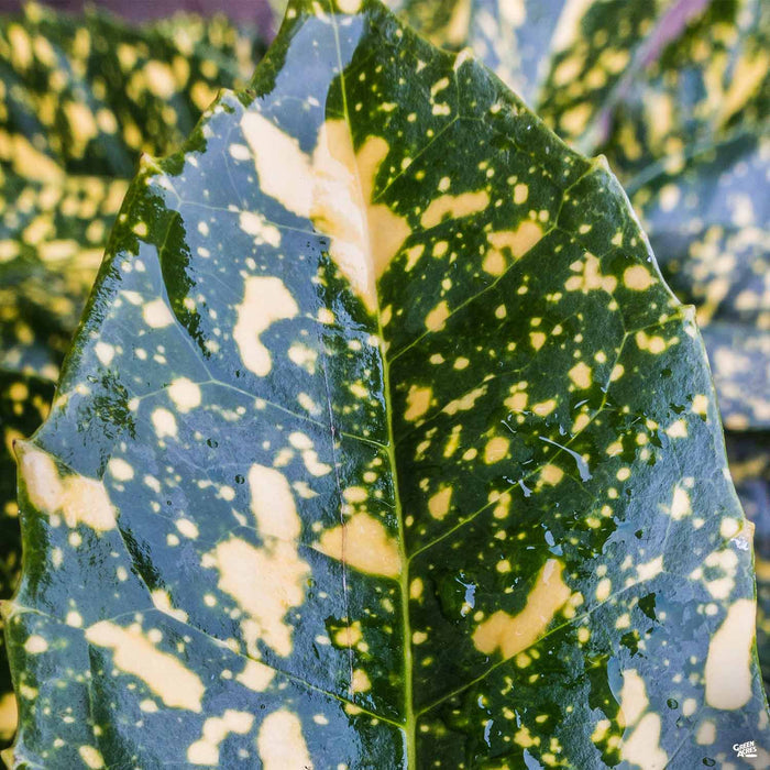 Japanese Aucuba 'Gold Dust'