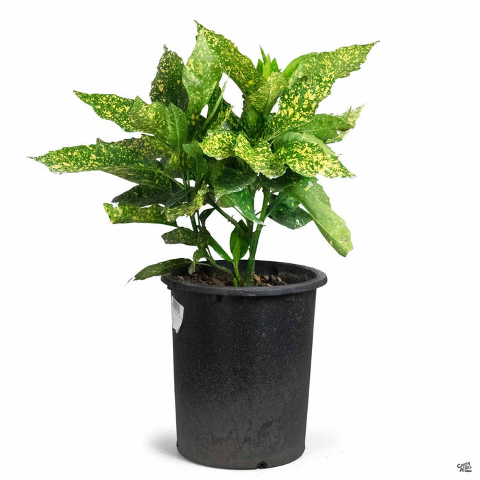 Japanese Aucuba 'Gold Dust' 5 gallon