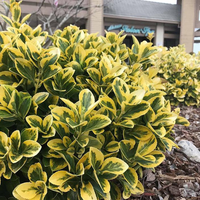 Golden Euonymus