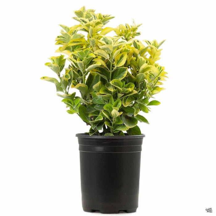 Golden Euonymus 1 gallon