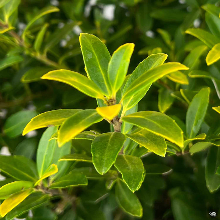 Golden Hoogendorn Holly