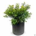 Golden Hoogendorn Holly 03T