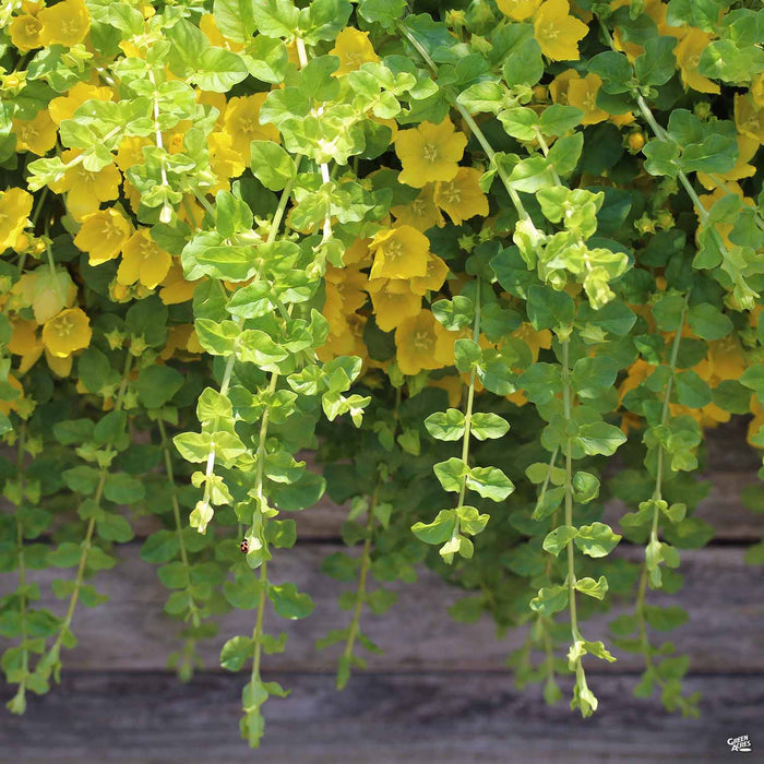 Golden Moneywort