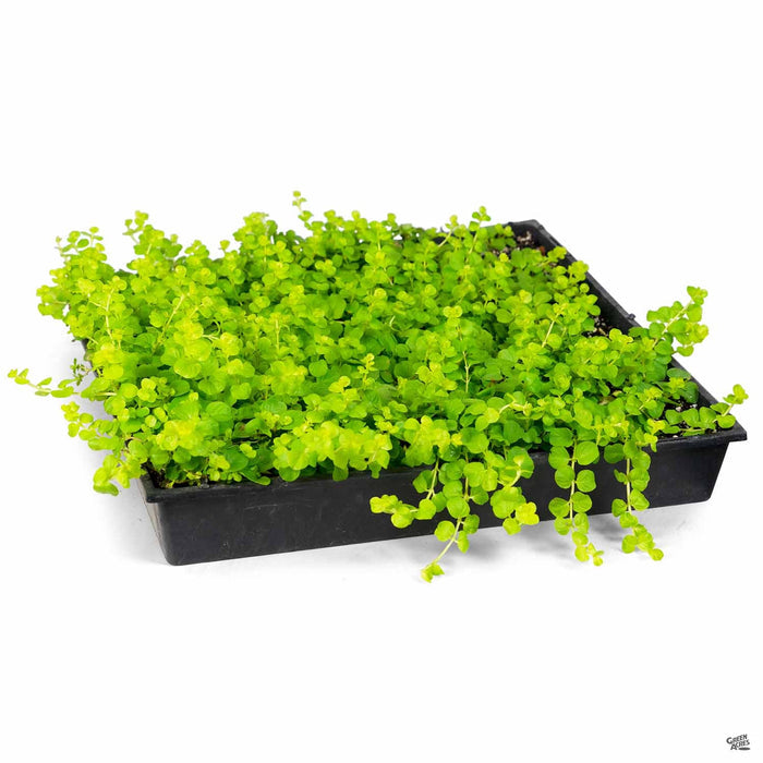 Golden Moneywort flat