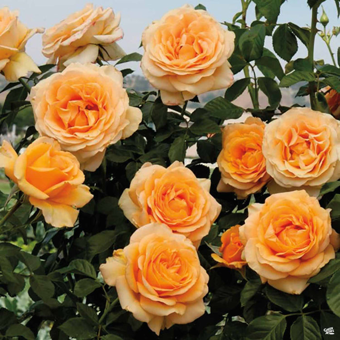 Golden Opportunity Rose