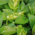 Golden Pothos
