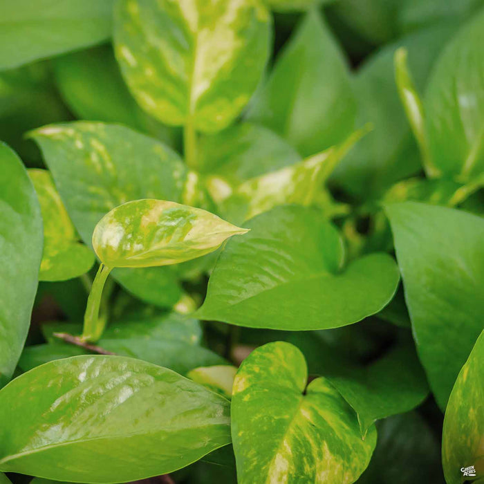 Golden Pothos
