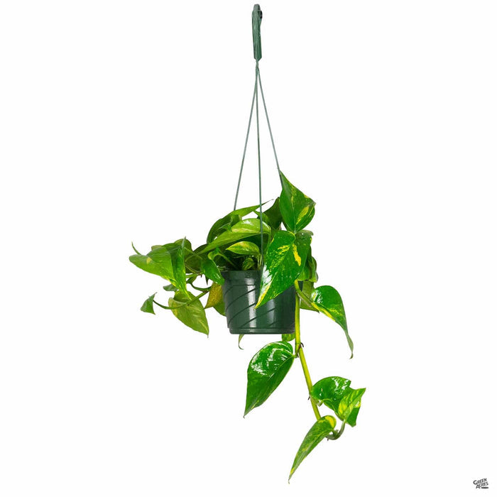 Golden Pothos 6 inch hanging basket