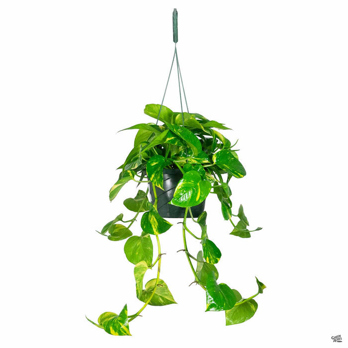 Golden Pothos 8 inch Hanging Pot