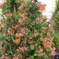 Goldflame Honeysuckle Stake