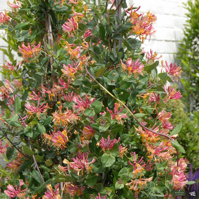 Goldflame Honeysuckle Stake