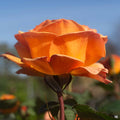 'Good as Gold' Hybrid Tea Rose