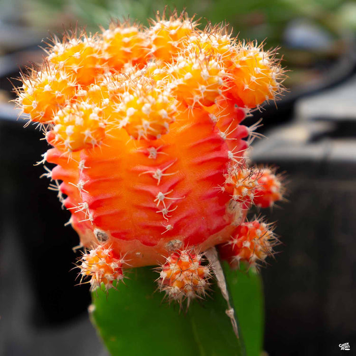 Grafted Moon Cactus