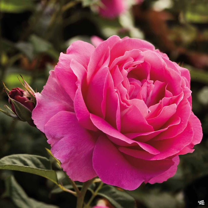 Grande Dame Hybrid Tea Rose