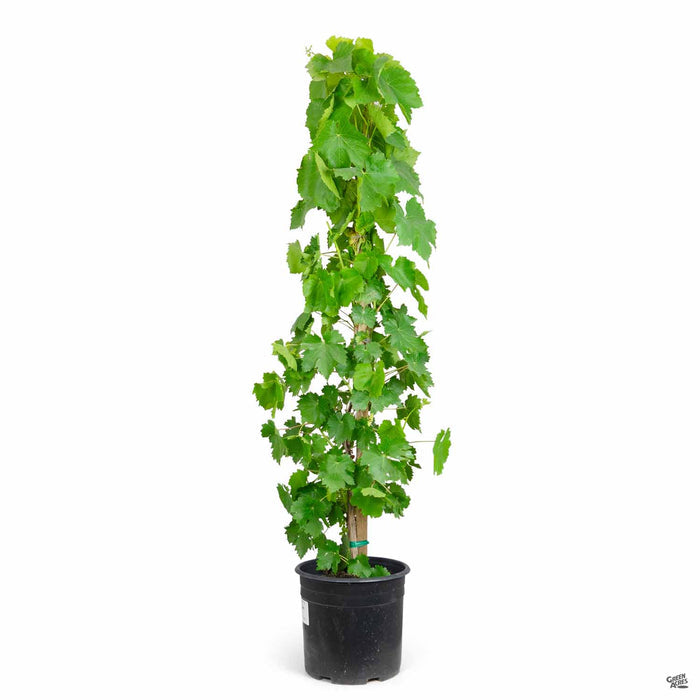 Black Monukka Seedless Grape 3 gallon