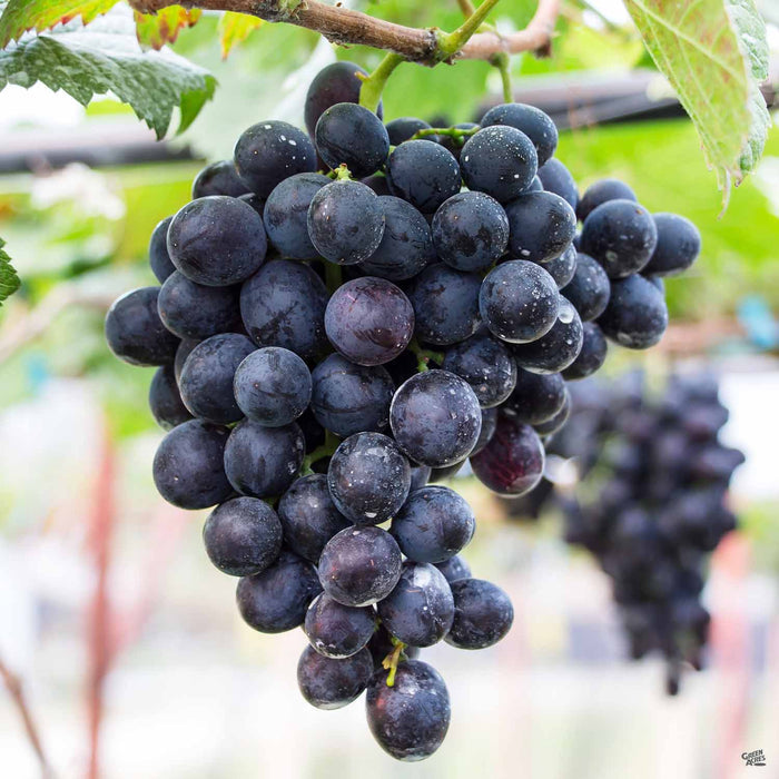 Concord Seedless Grape