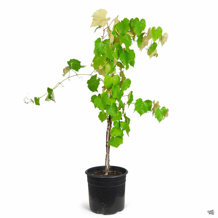 Concord Seedless Grape 3 gallon