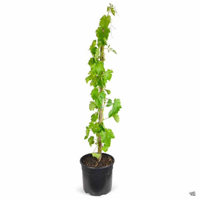 Flame Seedless Grape 3 gallon