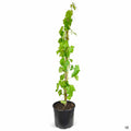 Flame Seedless Grape 3 gallon