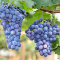 Mars Grapes